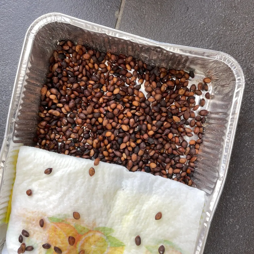 Pinus peuce stratification