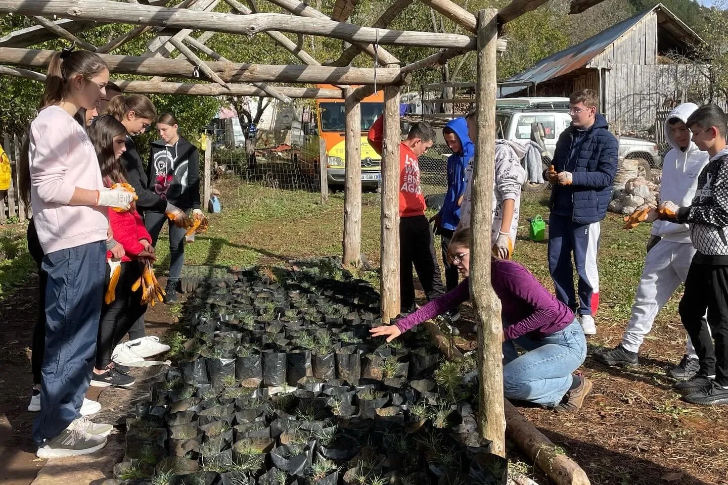 Explaining the difference between 1-year and 2-year old pinus nigra tree