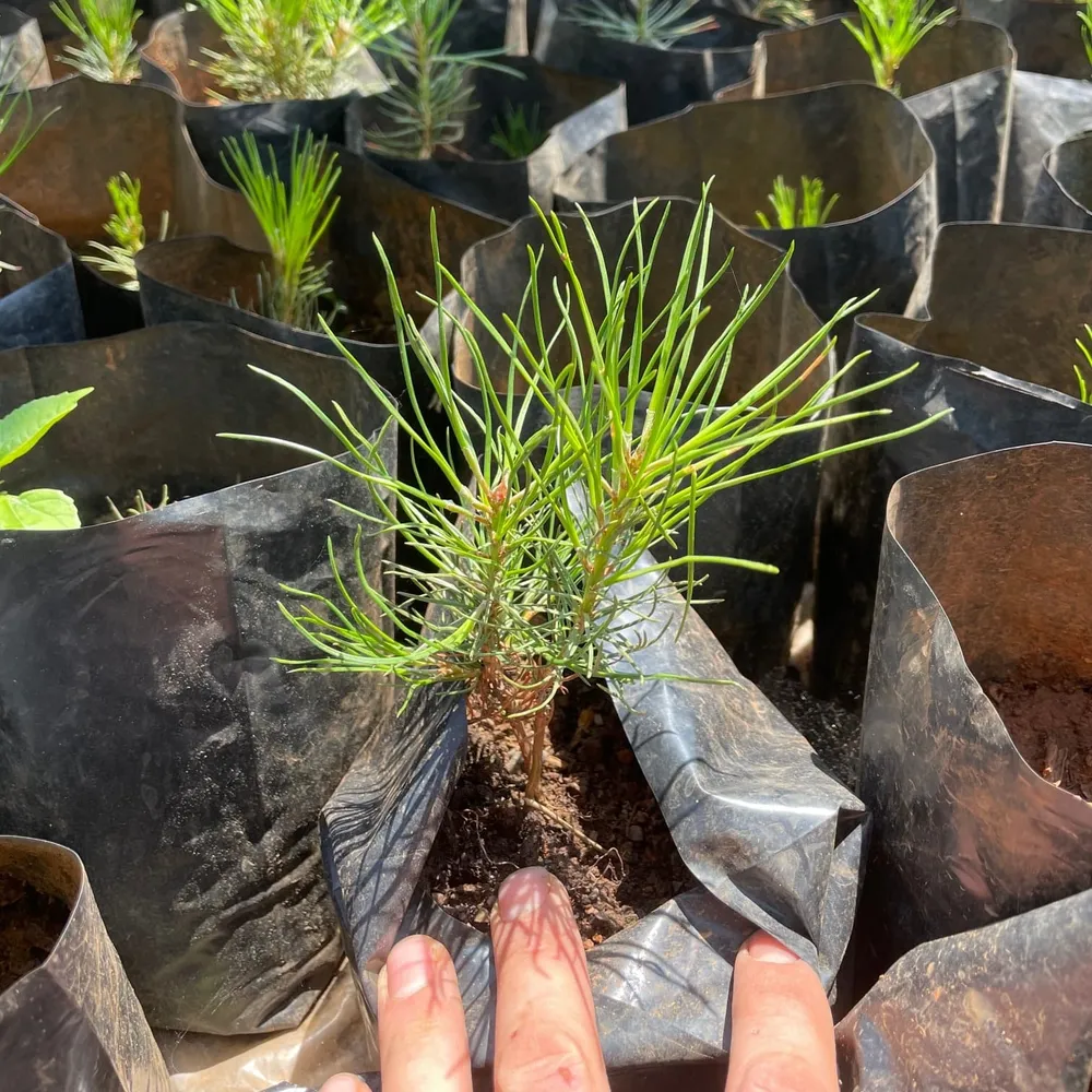 2-year Pinus nigra from our nursery to be planted