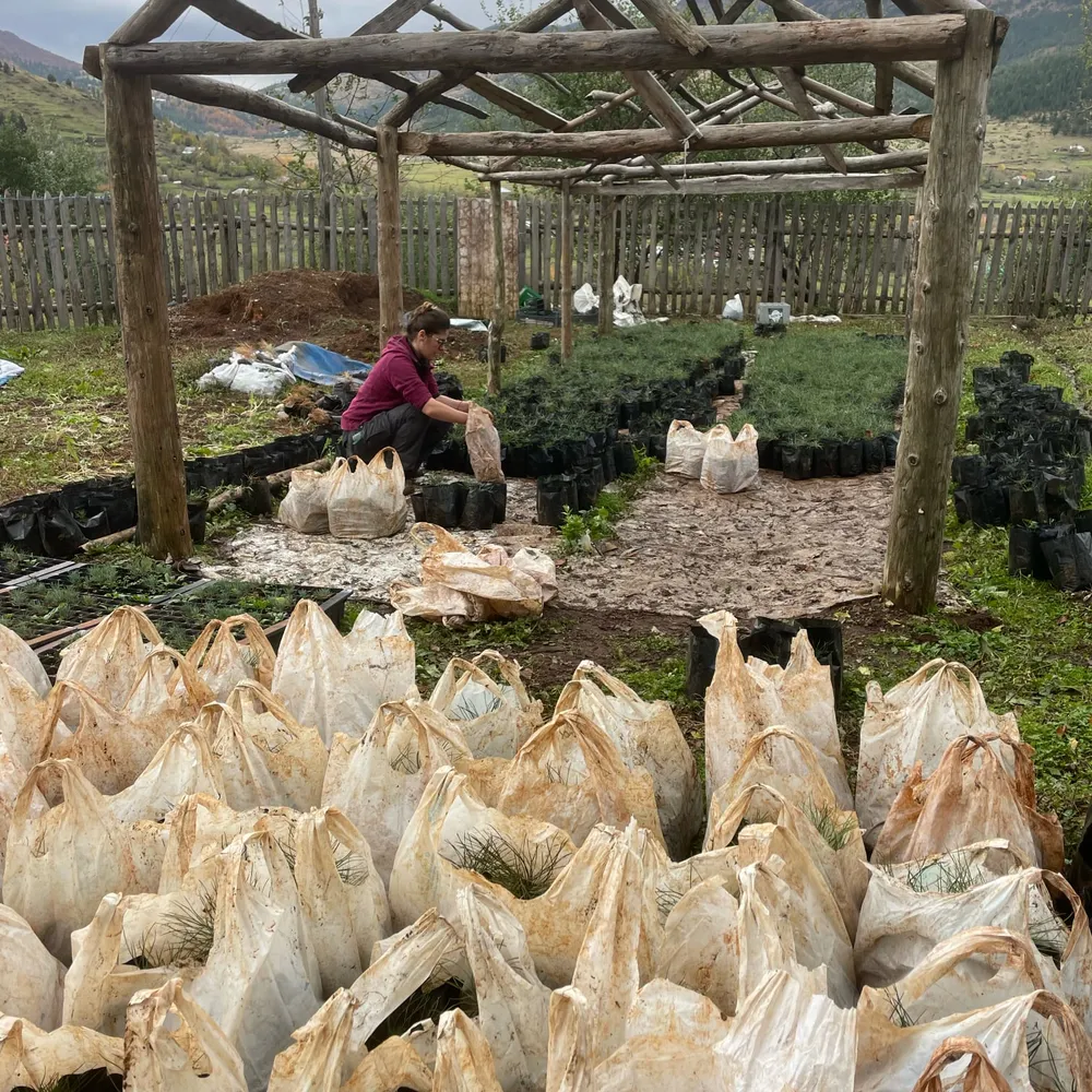 Packing our 2-year Black pines for transport