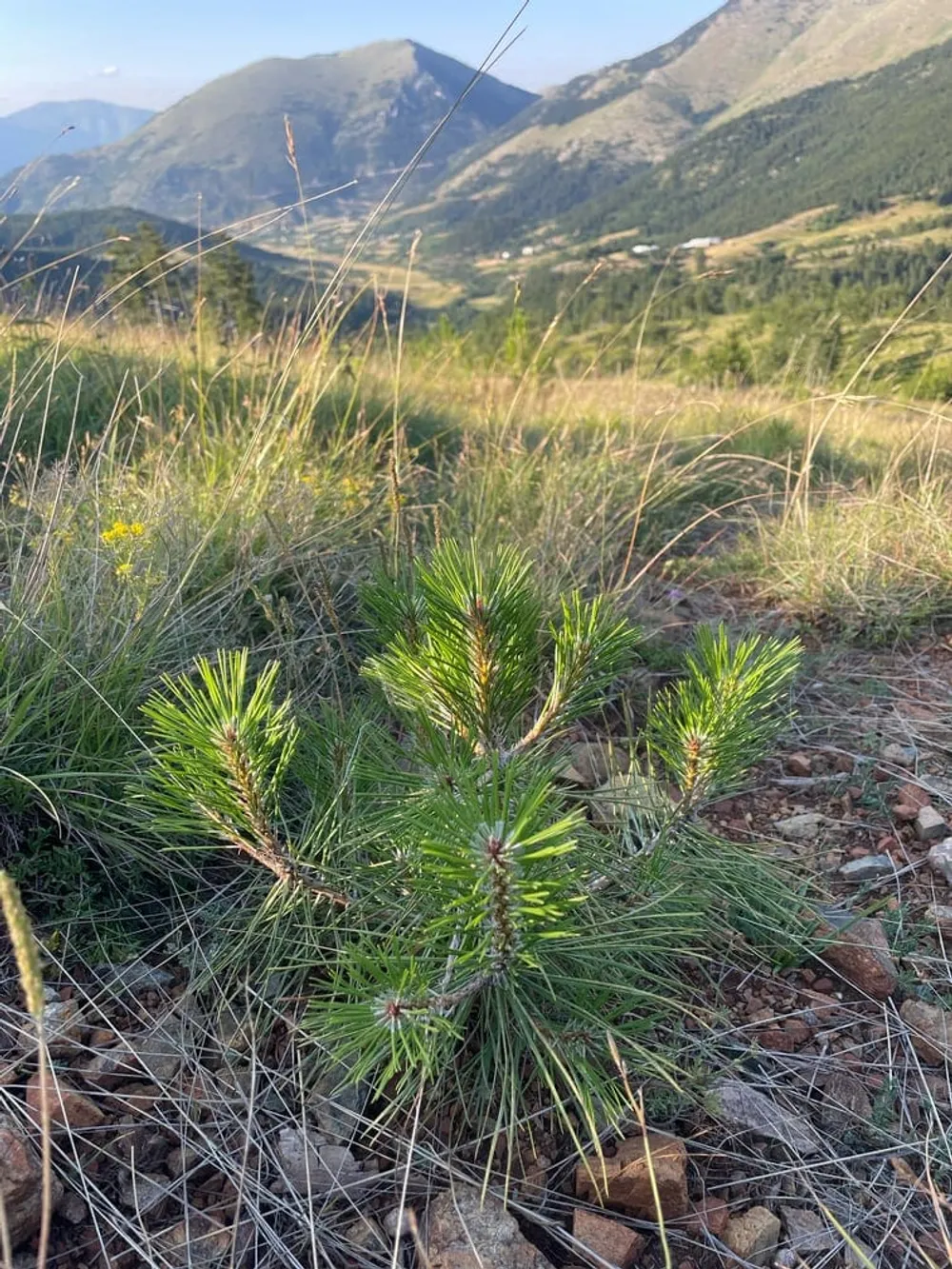 Black pine planted in 2021, sapling from Fushë-Krujë