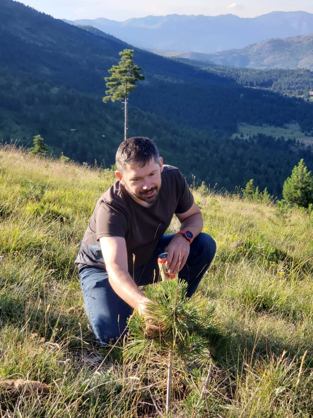 Black pine planted in 2021, sapling from Burrel