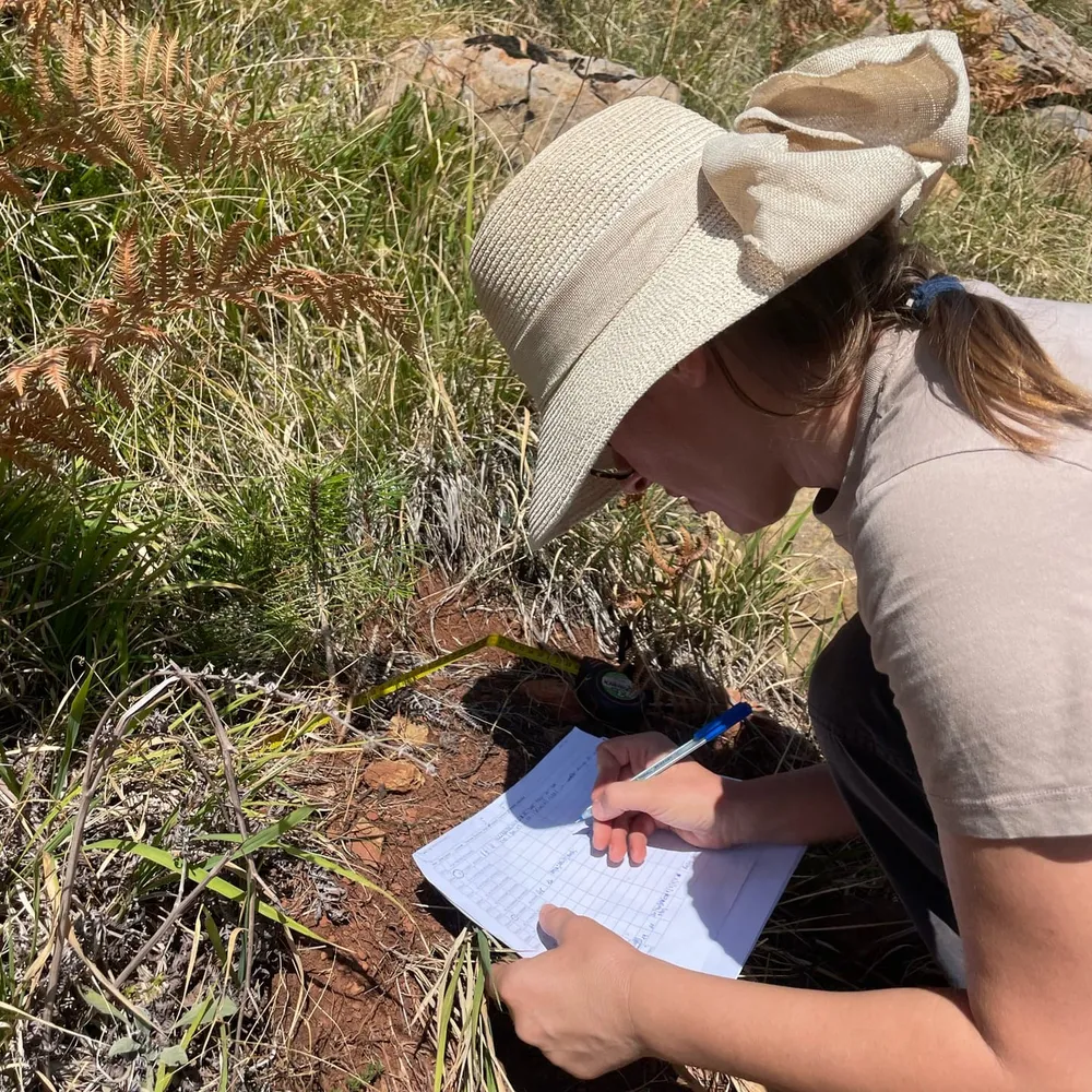 Each group establishes/maintains the monitoring points and counts live/dead trees.