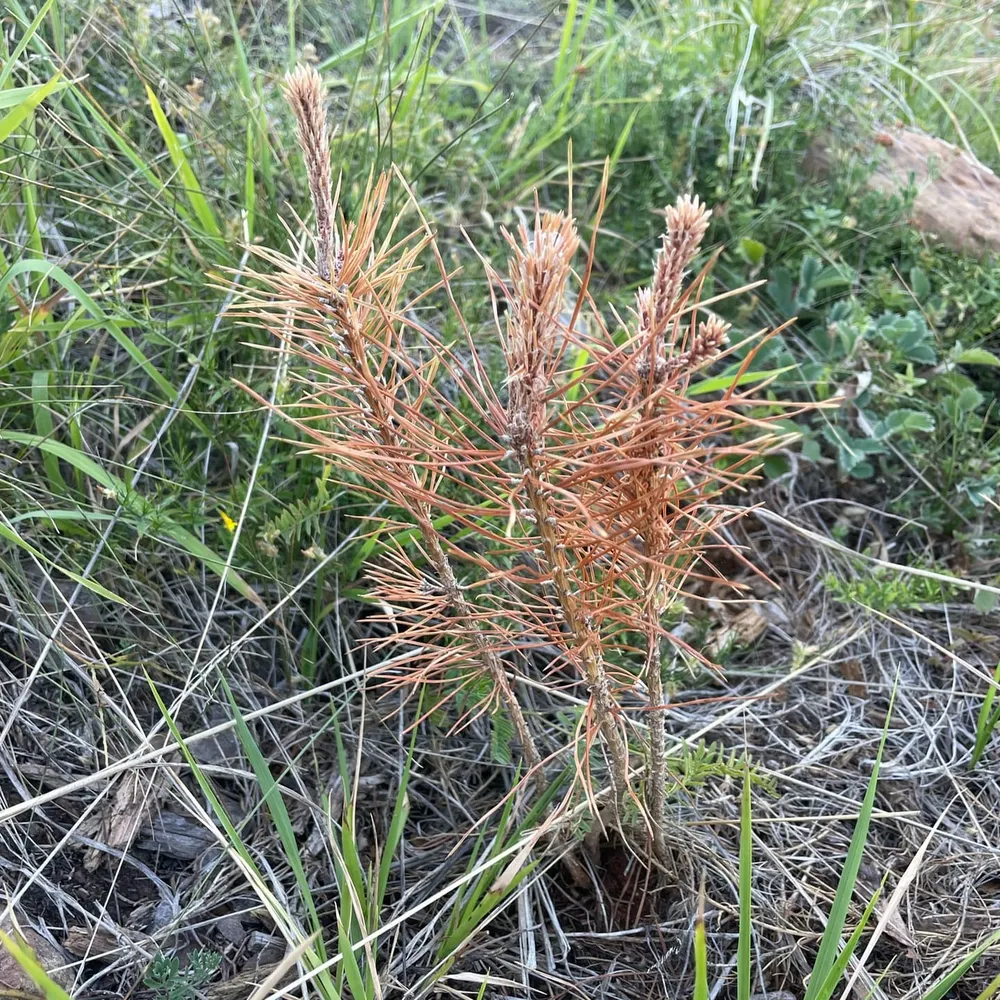 Multiple saplings per hole have higher mortality, especially in poor conditions.