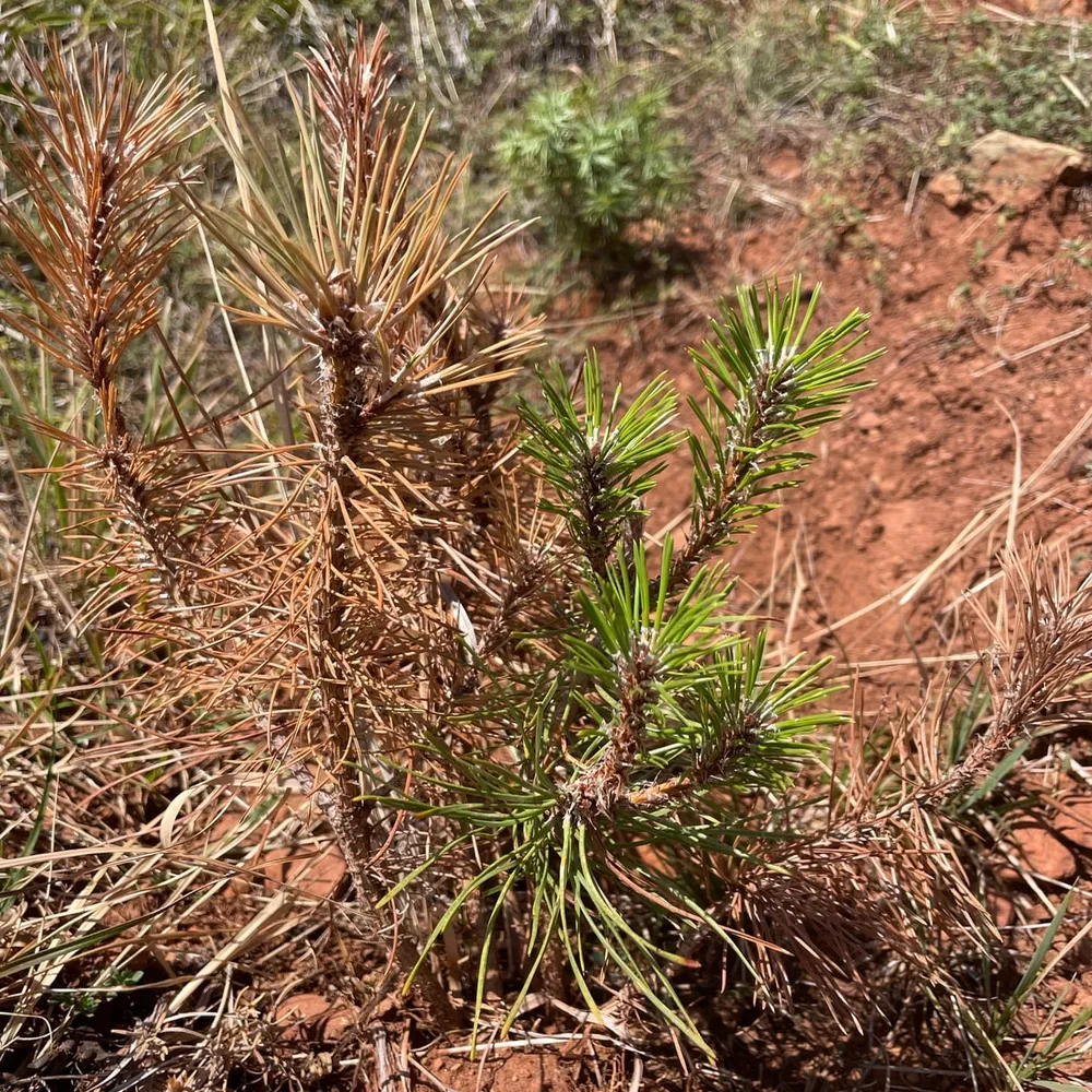 Trees must compete for water and nutrients, with hopefully at least one winner.