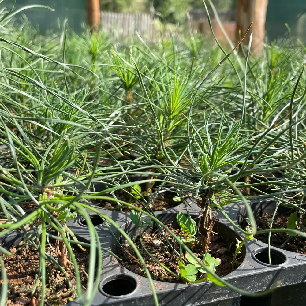 Trees for the 2024 season are grown separately to give each tree the best chance.