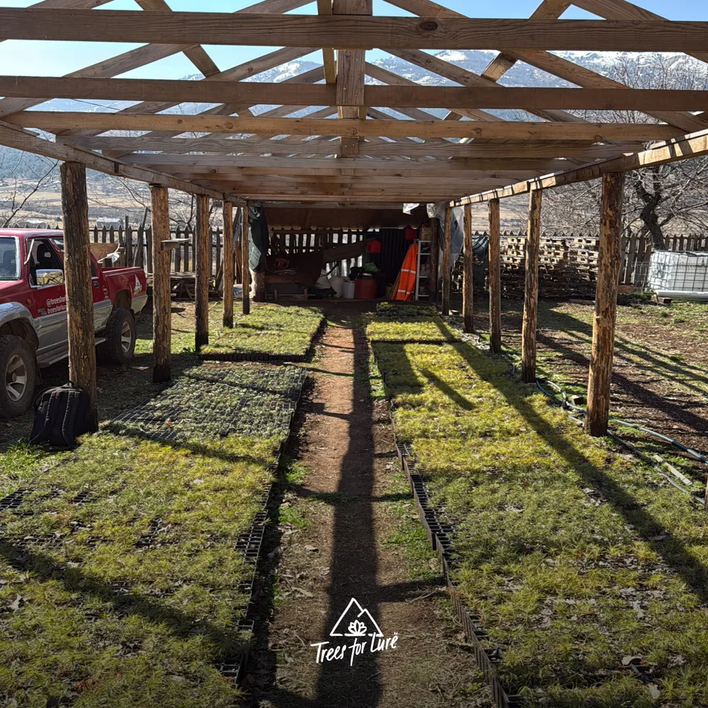 Nursery is already green despite the snow in the mountains