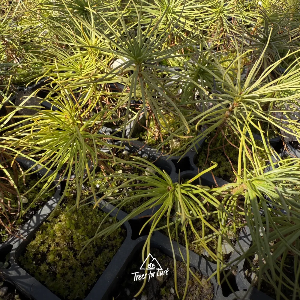 1 year old Pinus nigra, soaking up the spring sun