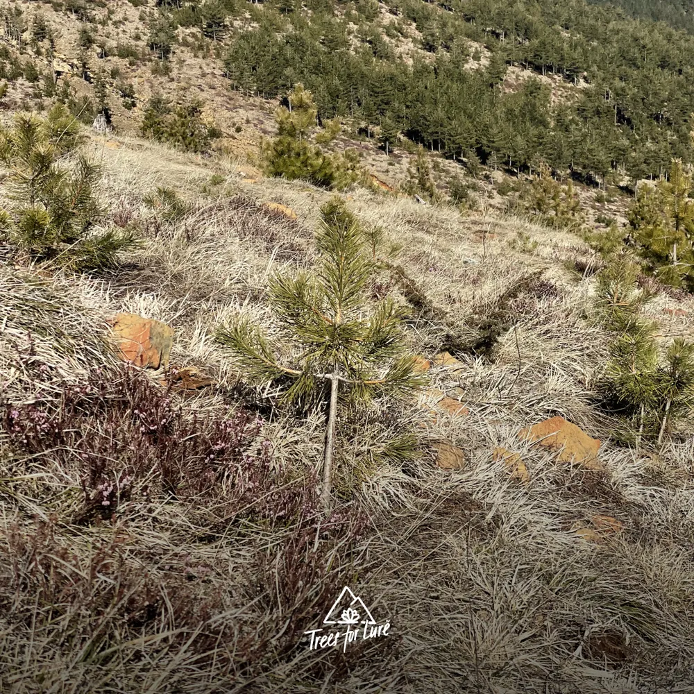 Pinus nigra planted in 2021, saplings from Burrel