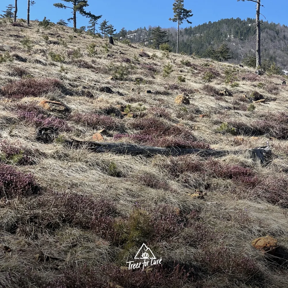 Young forest emerging in the 2021 area, 4 years since planting