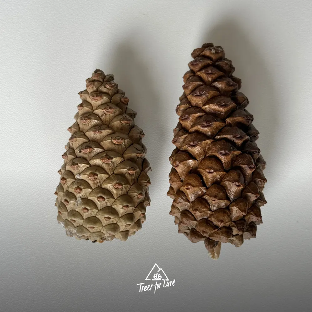 Pinus nigra (left) and Pinus heldreichii (right) cones