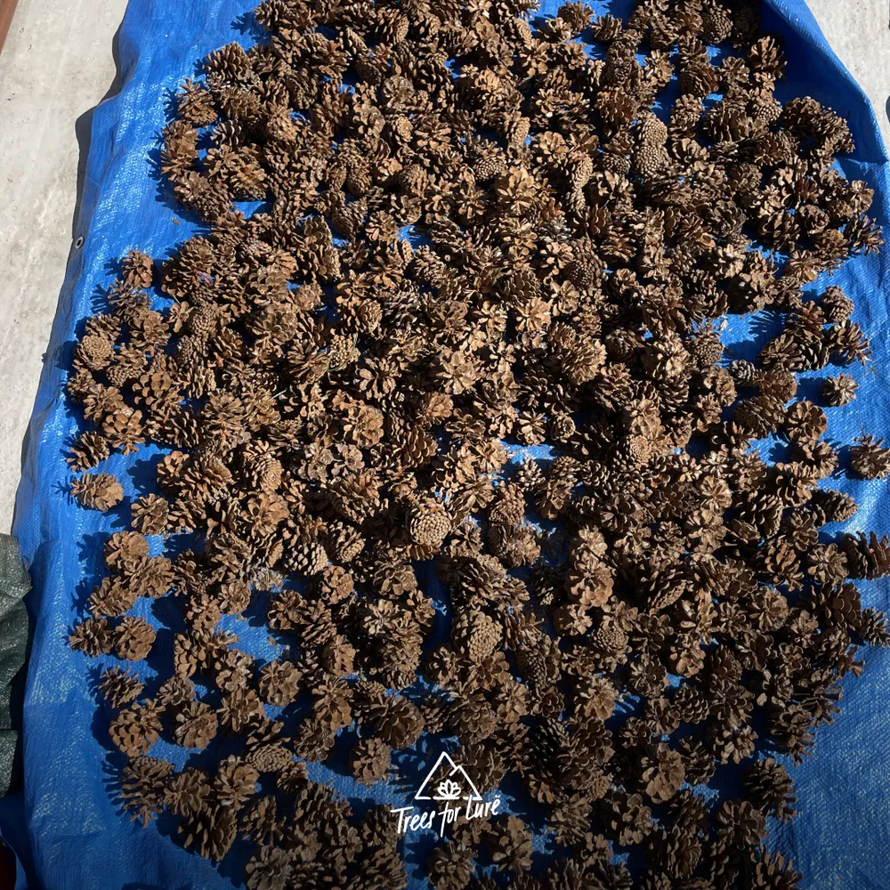 Pinus heldreichii cones opening in the sun