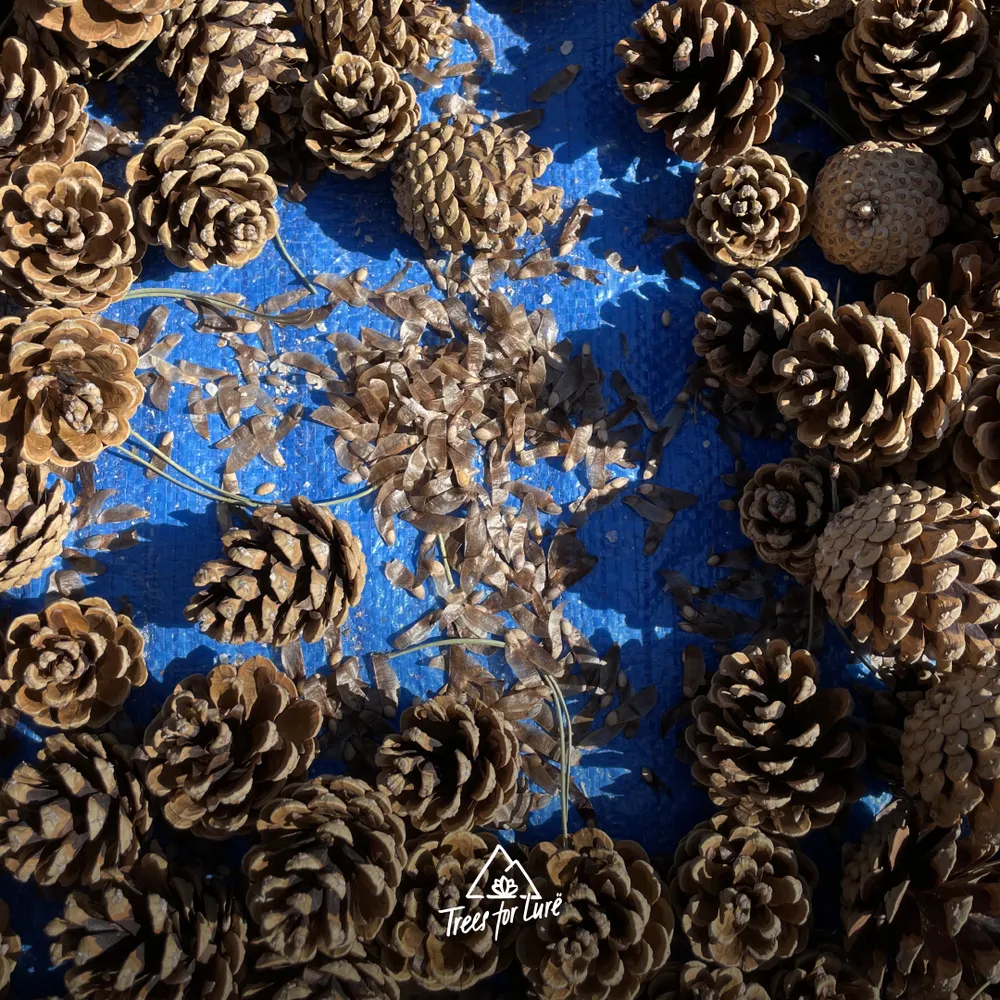 Pinus nigra cones releasing their seeds