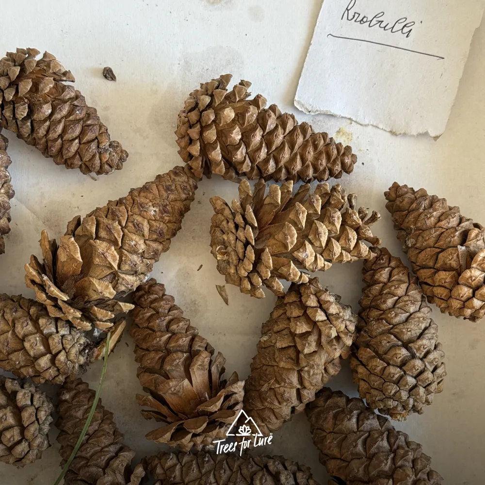21 sample cones of Pinus heldreichii