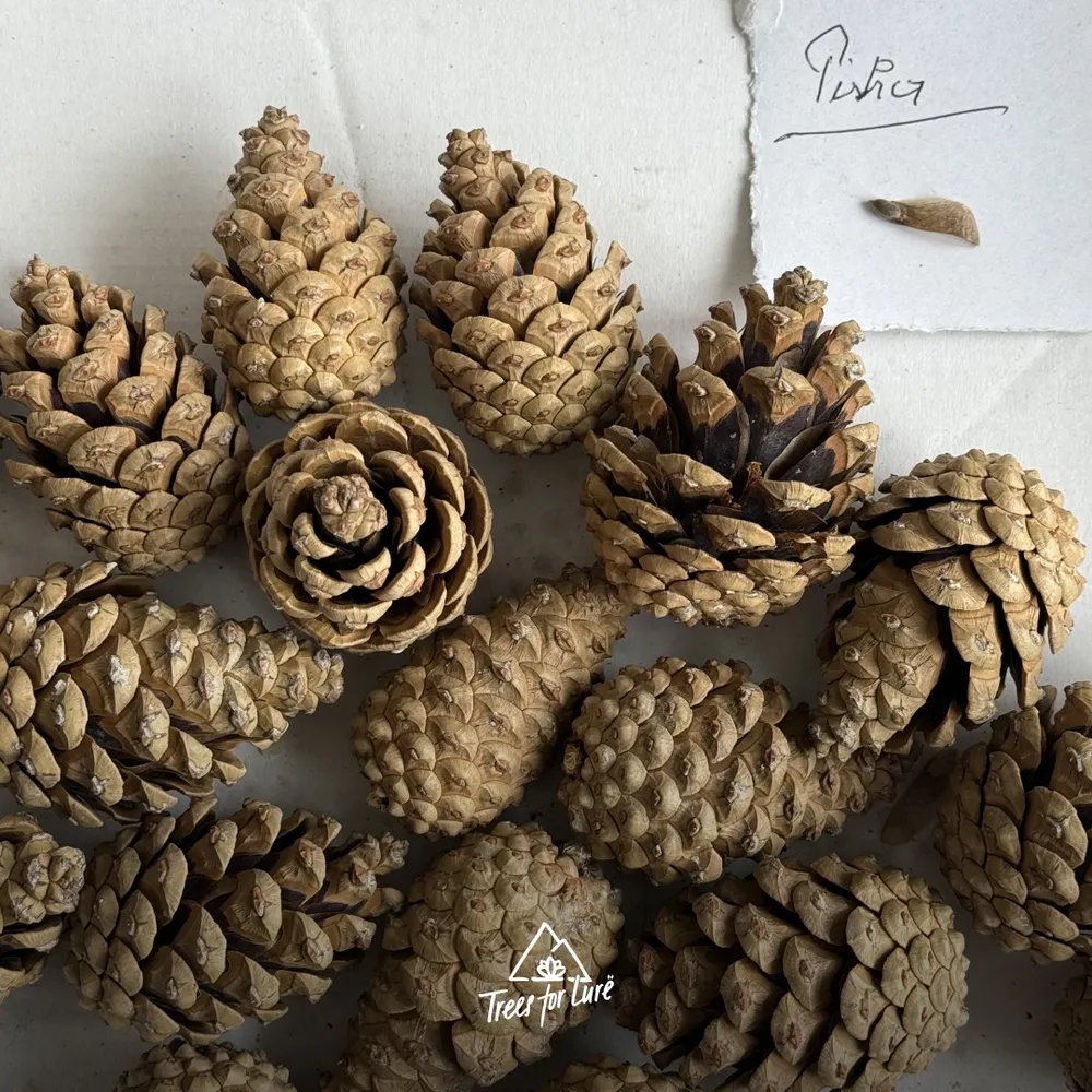 20 sample cones of Pinus nigra