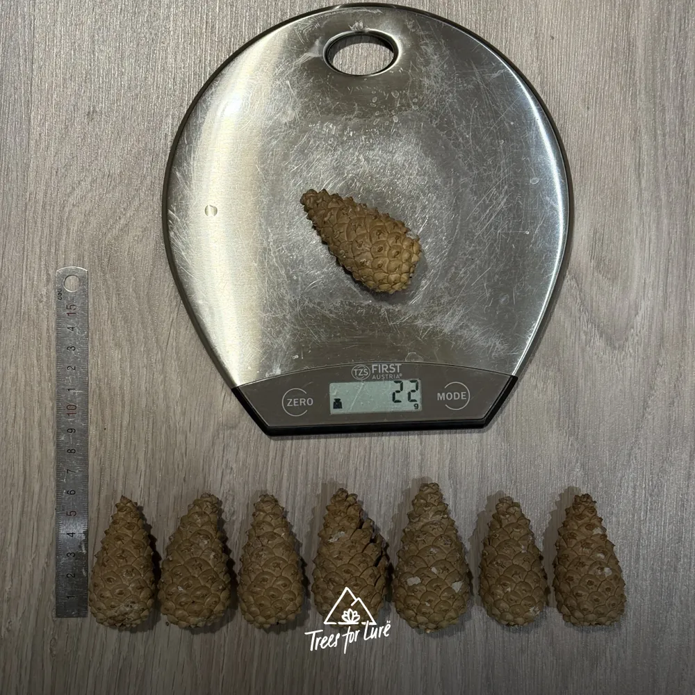Weighting and measuring cones of Pinus nigra