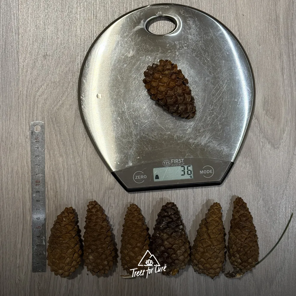 Weighting and measuring cones of Pinus heldreichii
