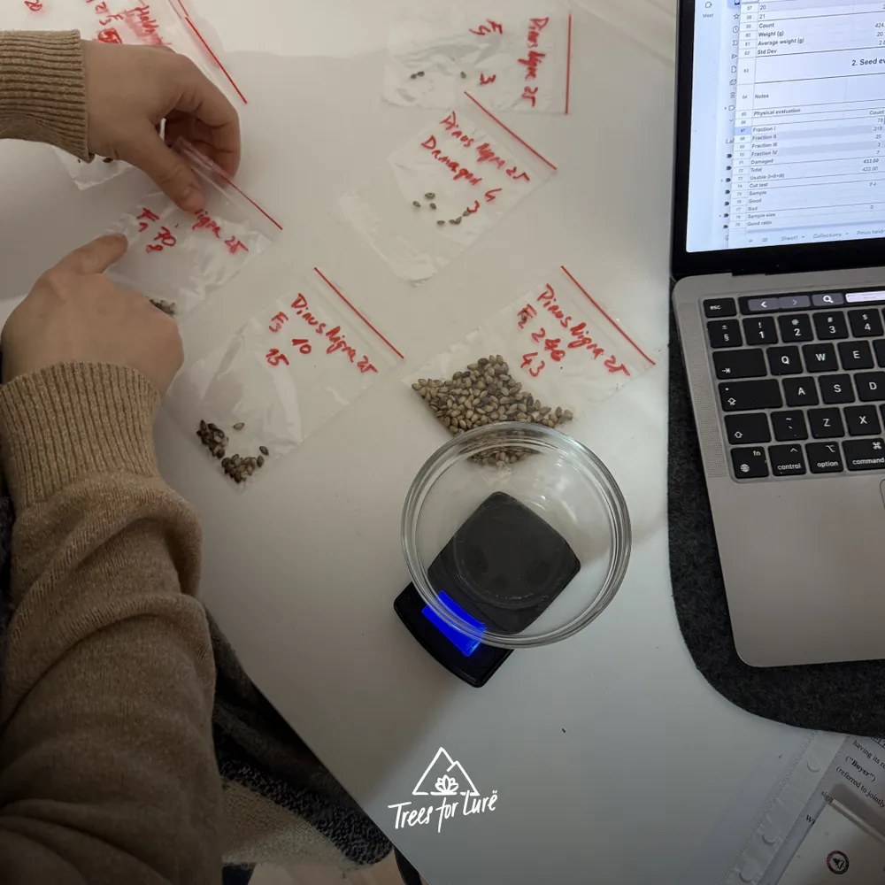 Sorting seeds into fractions and weighting