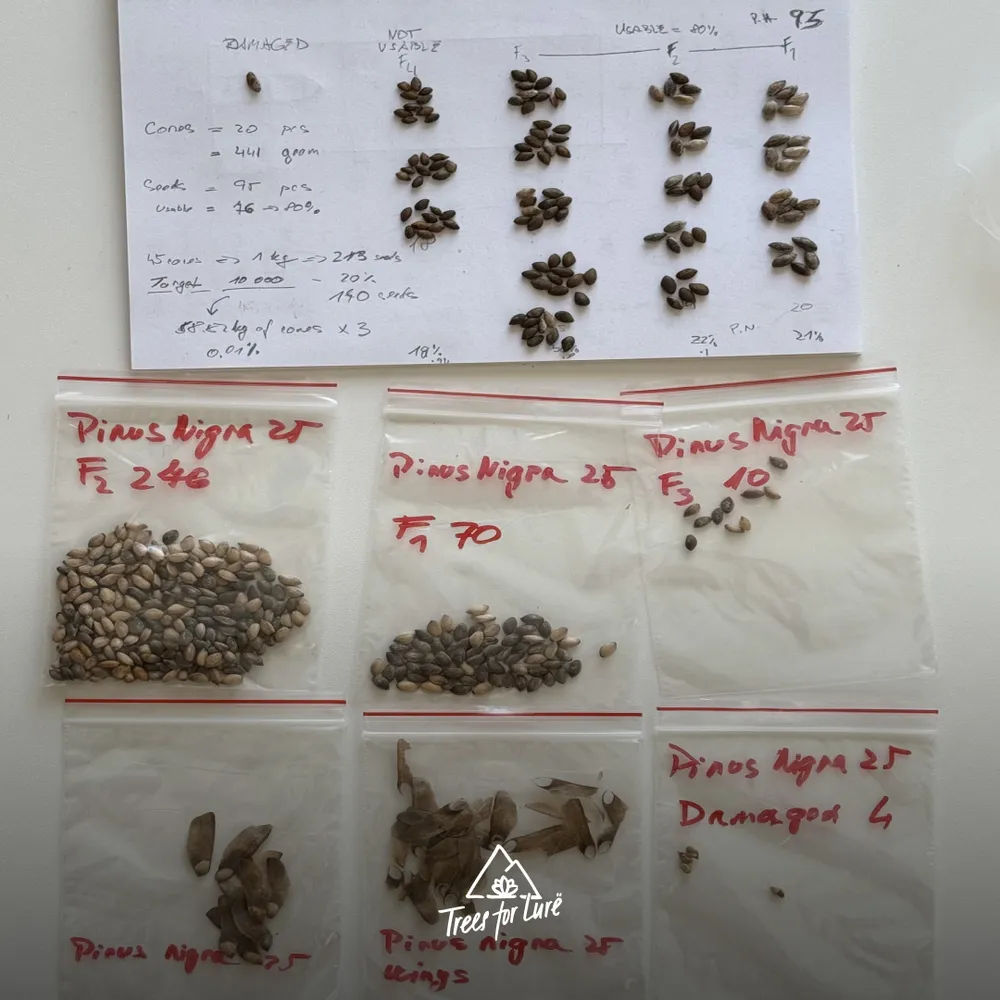 Performing ‘cut test’ to evaluate healthy seeds