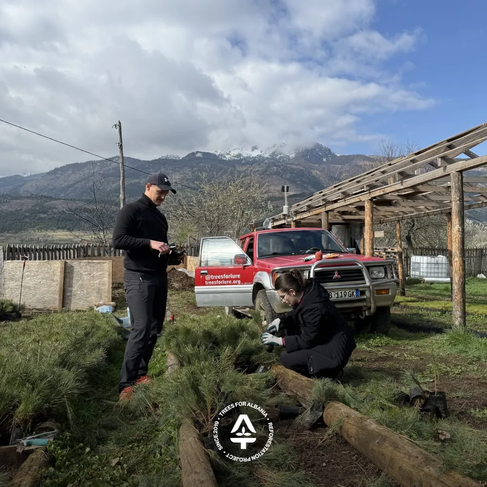 Thinning saplings (cutting)