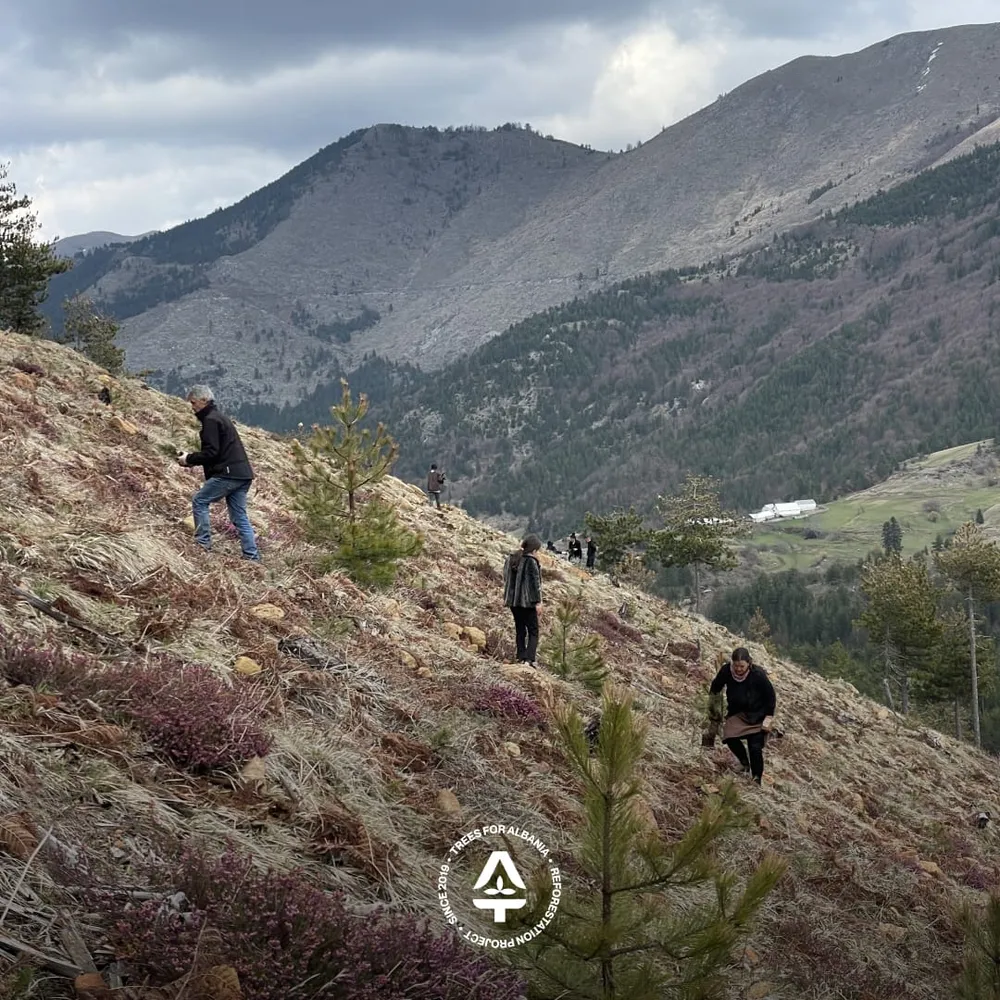 Thinning saplings (cutting)