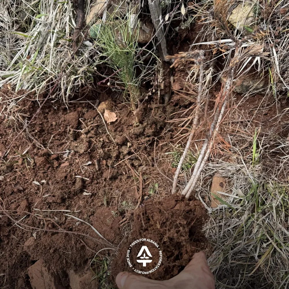 Distributing saplings to workers