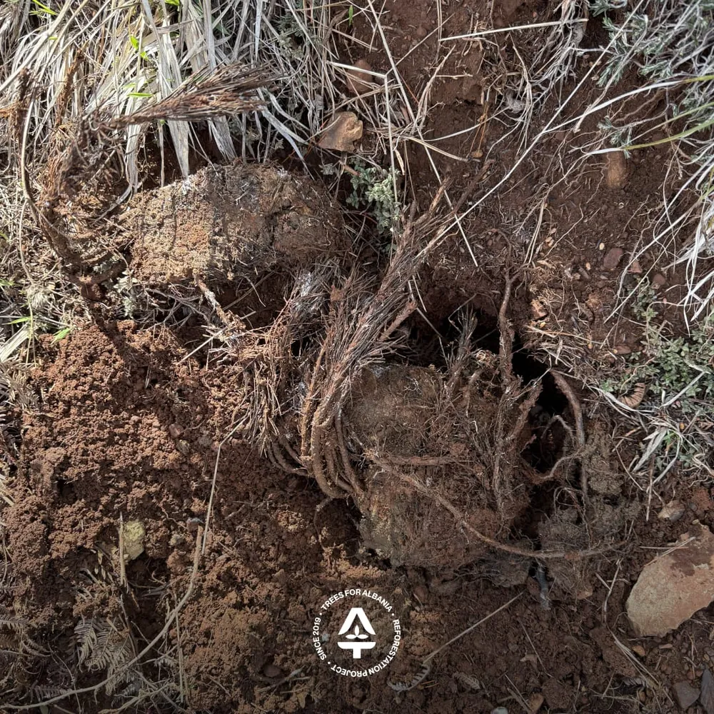 Distributing saplings to workers