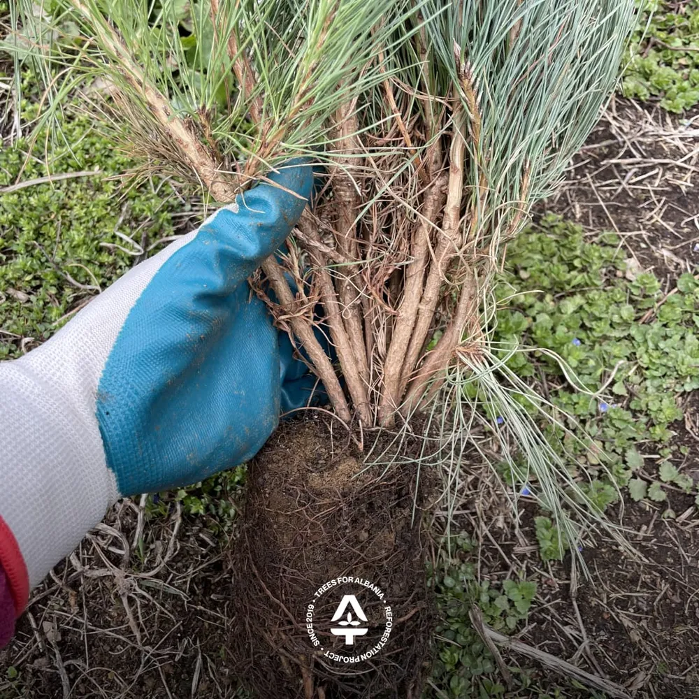 Commercial Black pine sapling (too many)