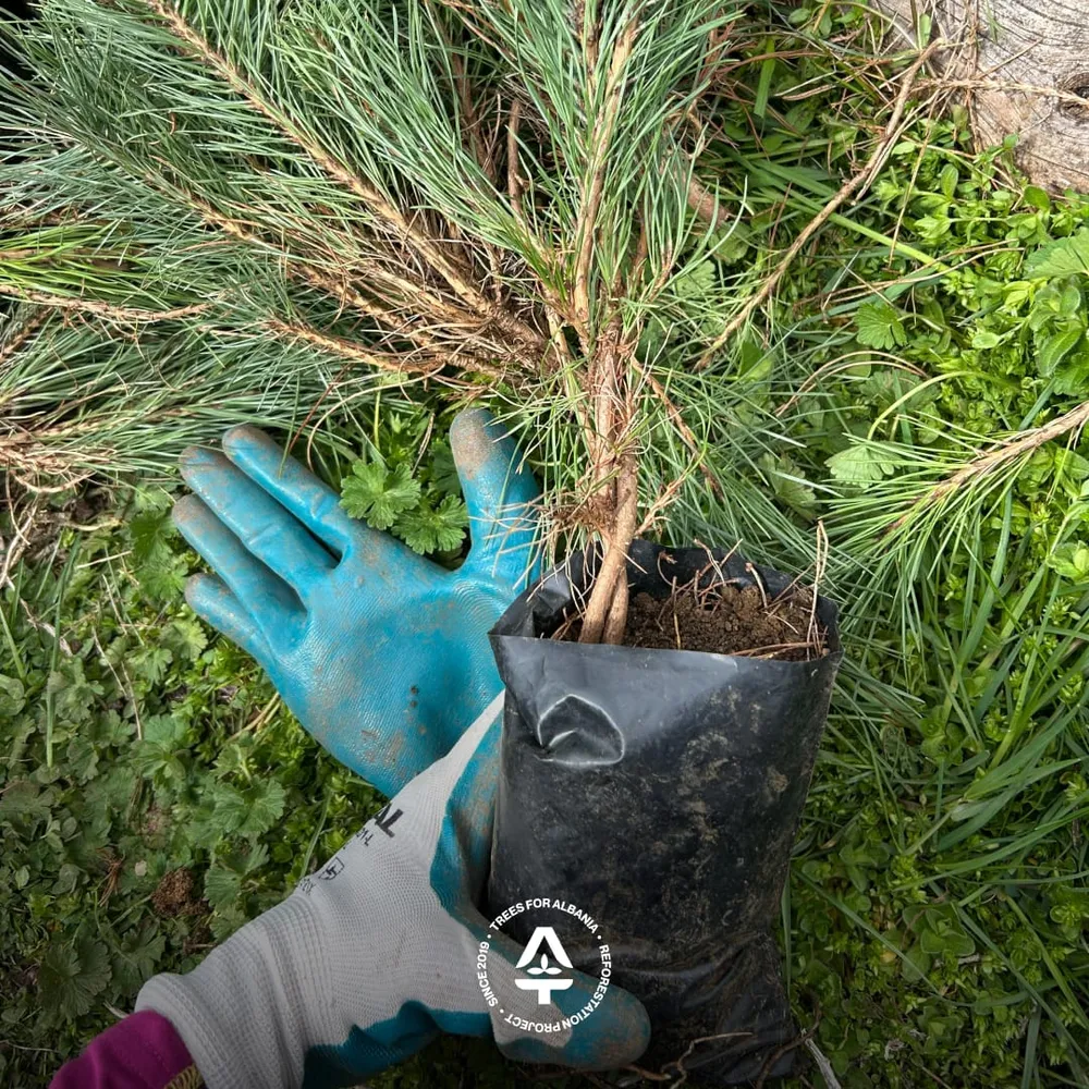 Thinned Black pine sapling