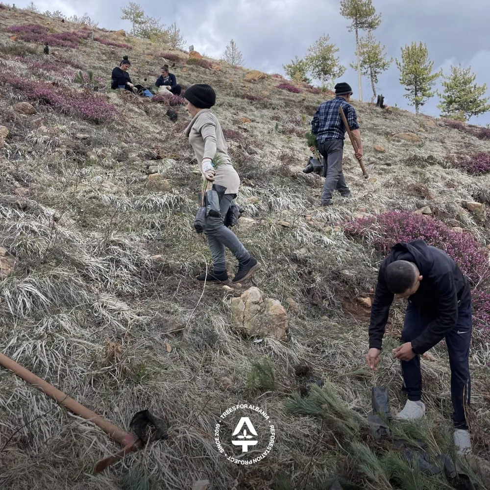 Planting trees in the rain
