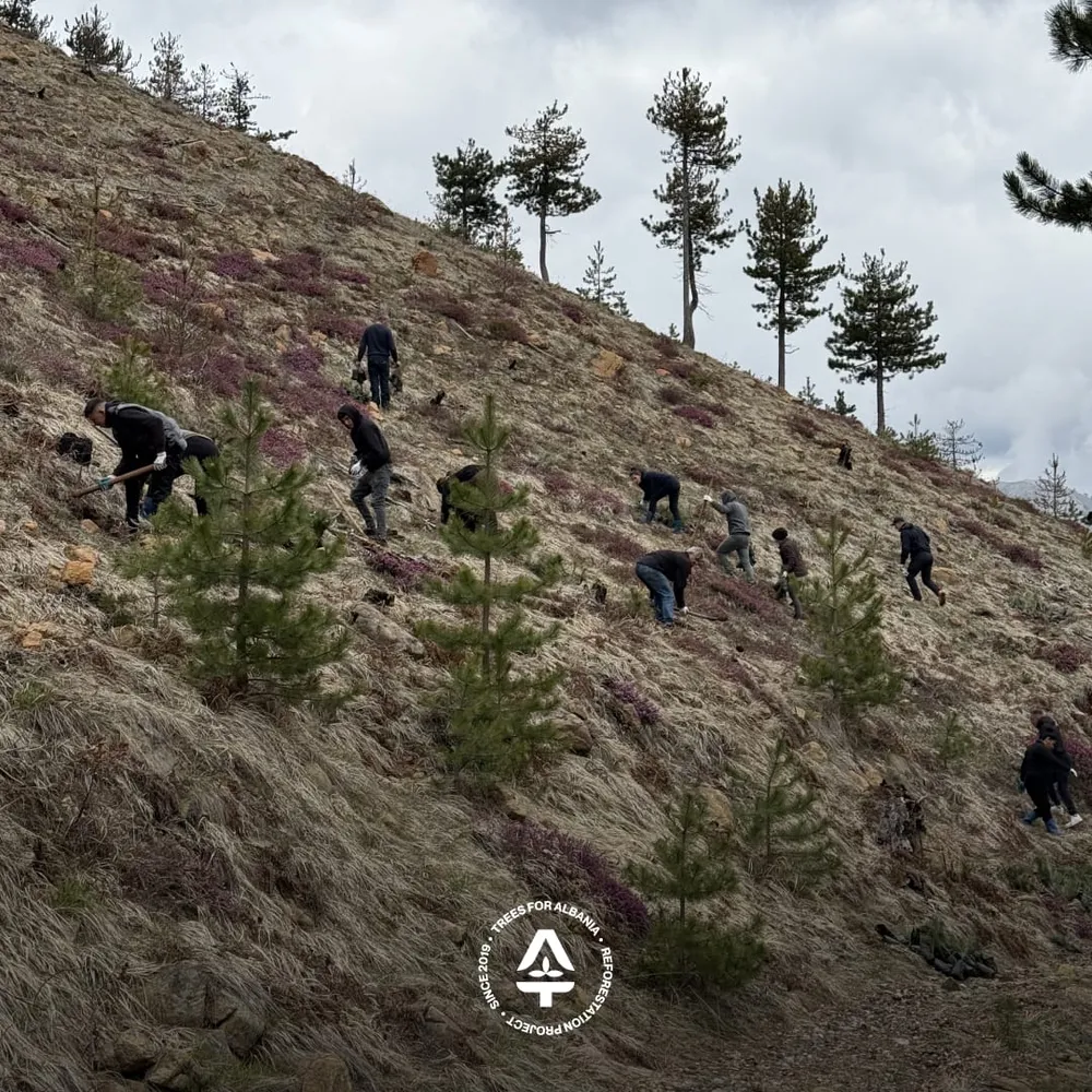 Team celebrating after planting
