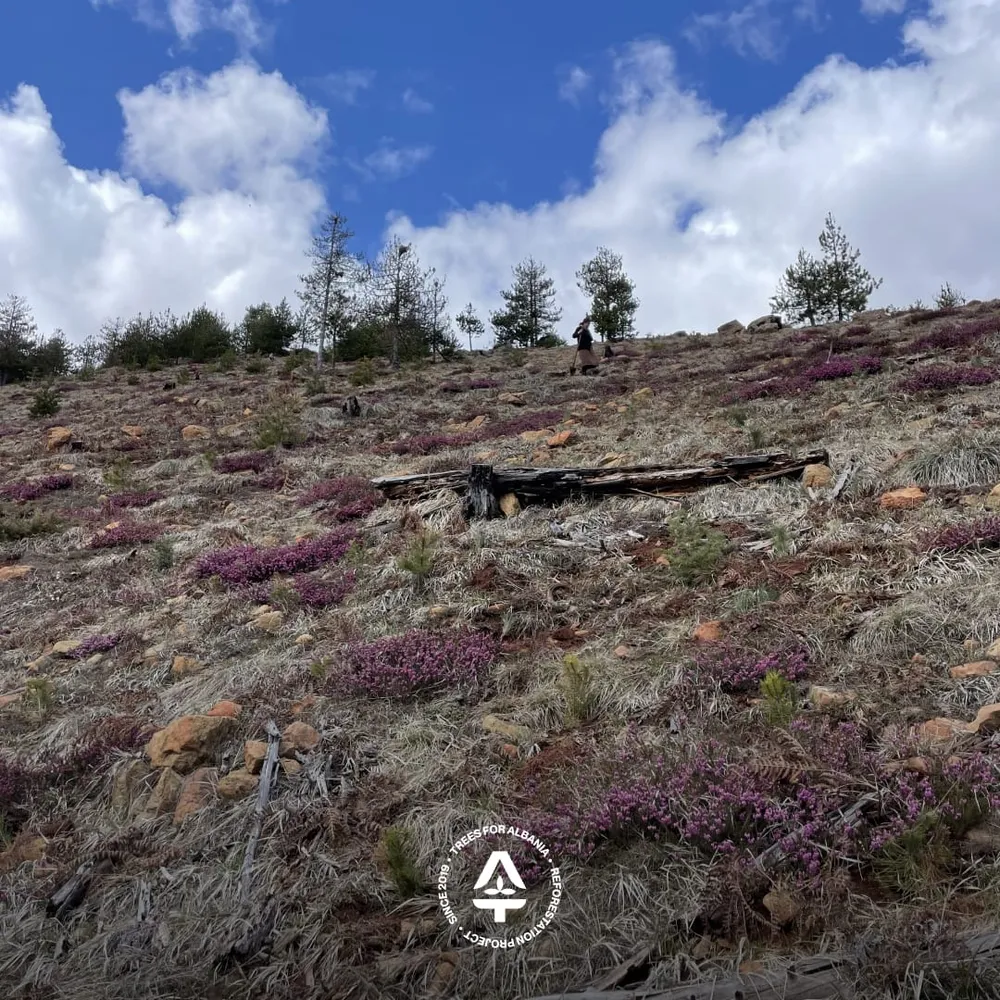 Team celebrating after planting