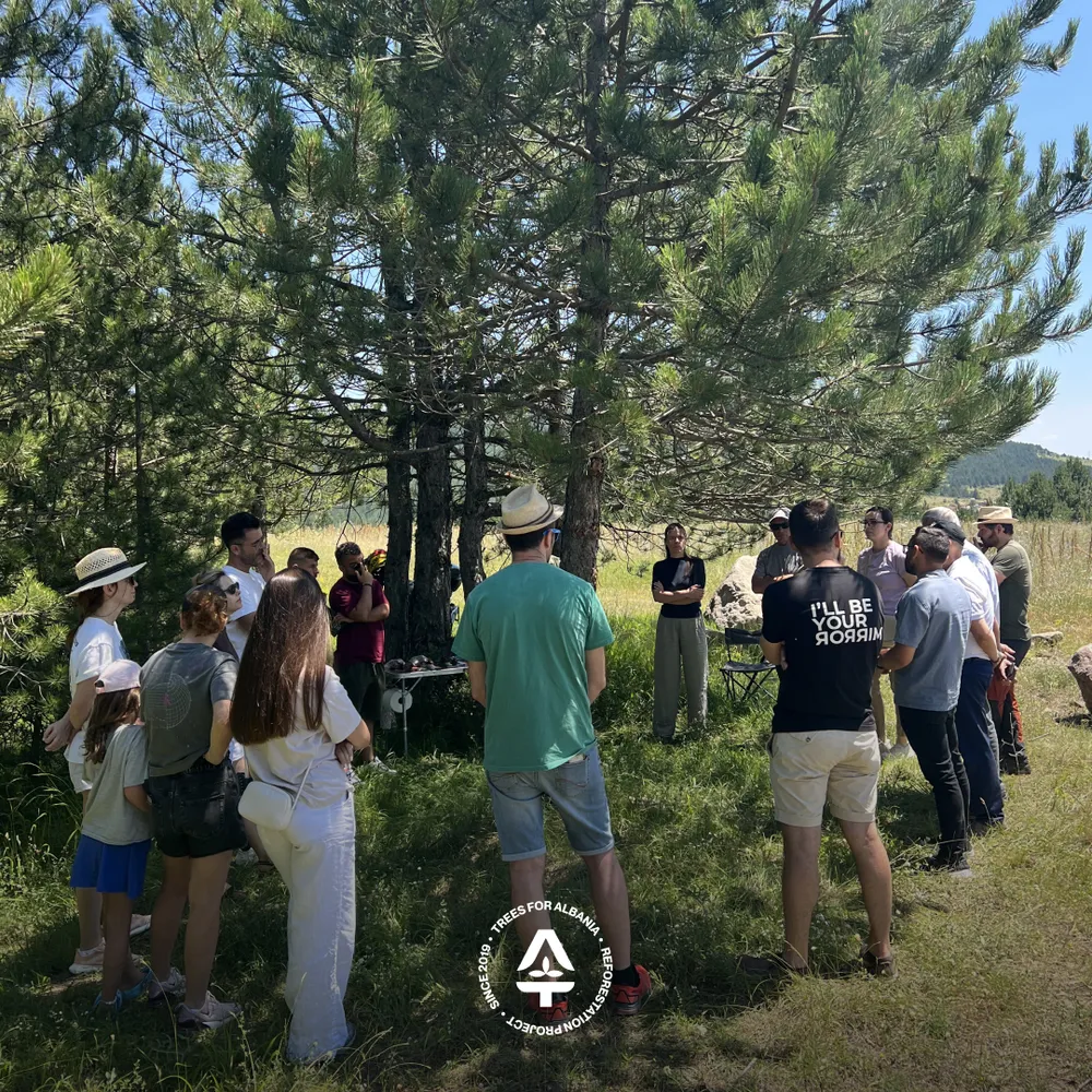 Open discussion around an old pine tree