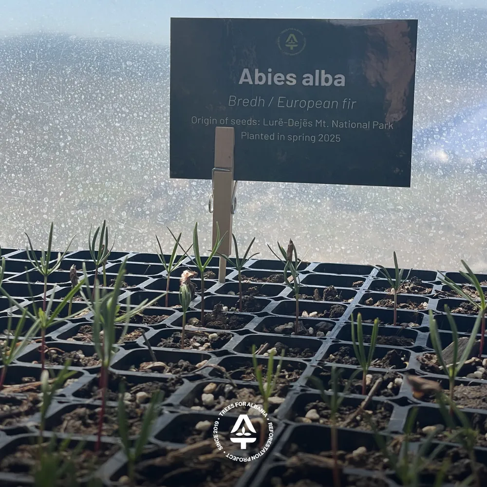 Abies alba planted in May 2025 (from seeds collected in Lurë)