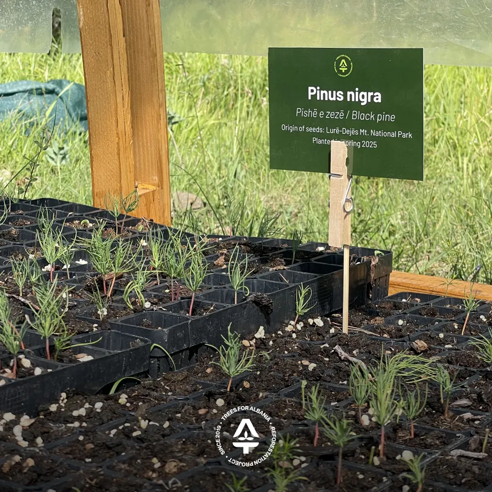 Pinus nigra planted in May 2025 (from seeds collected in Lurë)