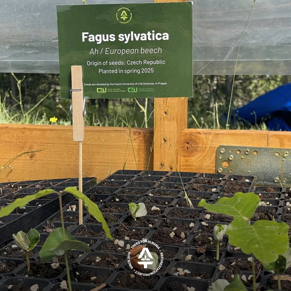 Fagus sylvatica planted in May 2025 (seeds donated from the University of Life Sciences, Czech Republic)