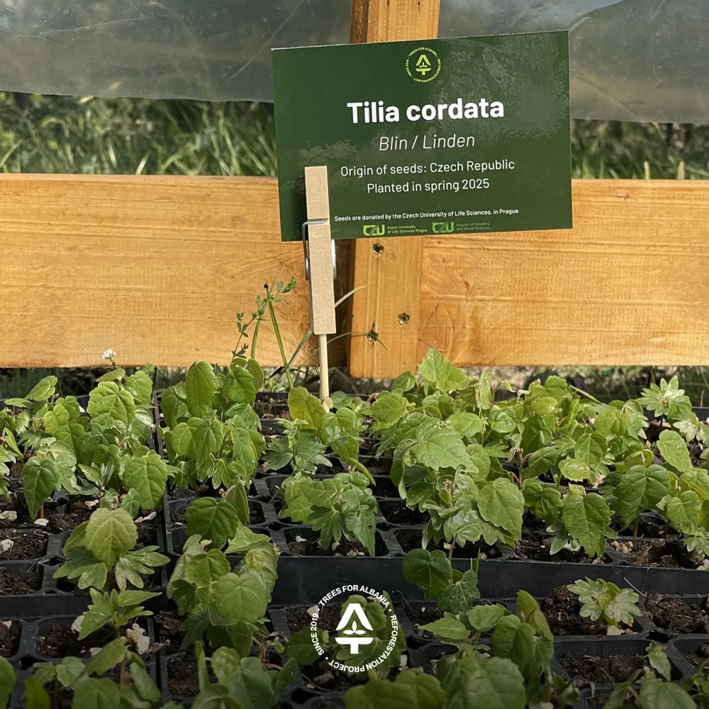 Tilia cordata planted in May 2025 (seeds donated from the University of Life Sciences, Czech Republic)