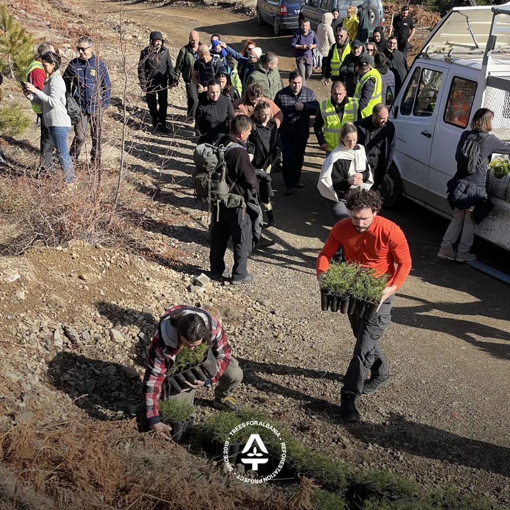 Tree planters in Munellë