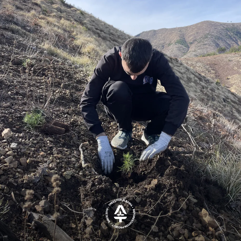 A pine tree grown in Lurë being planted in Munellë