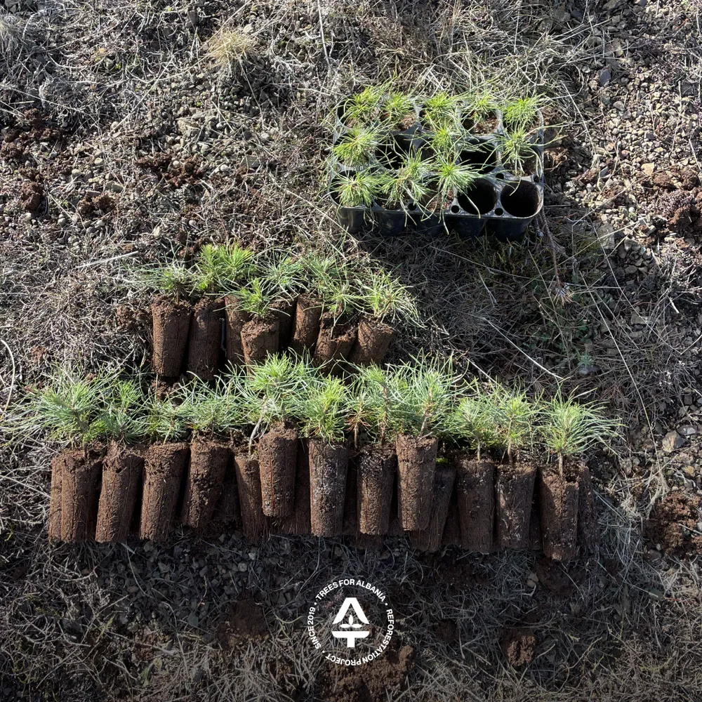Our saplings out of the reusable containers