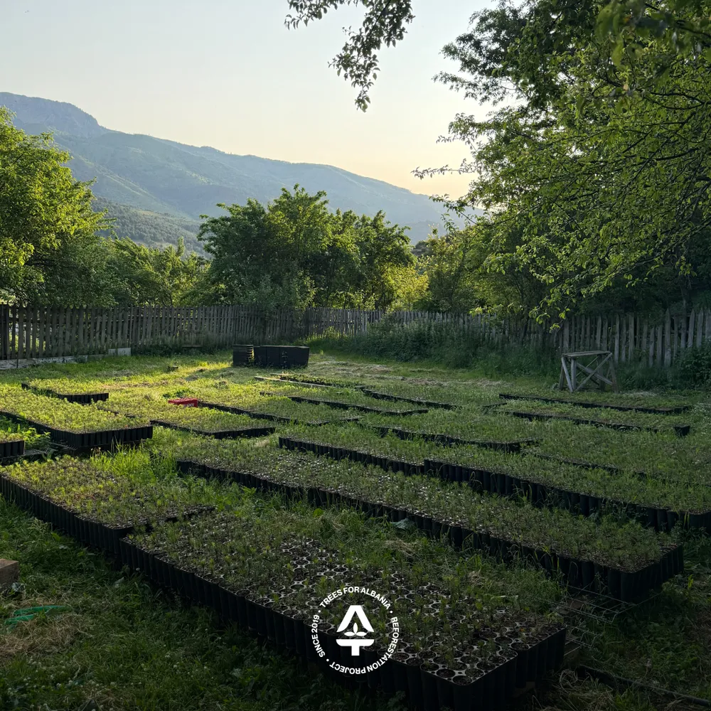 Disinfecting BCC HIKO V256 for transplanting