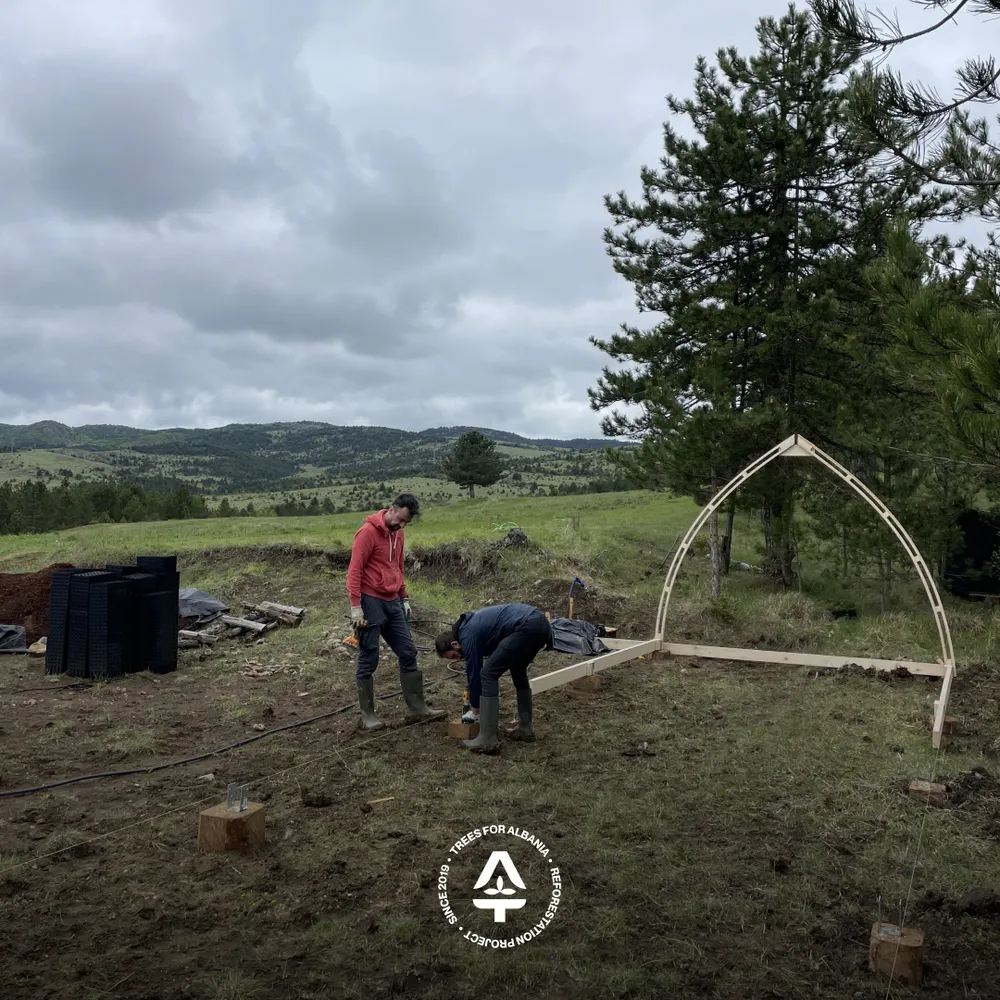 First arch and tree nursery pieces coming up together