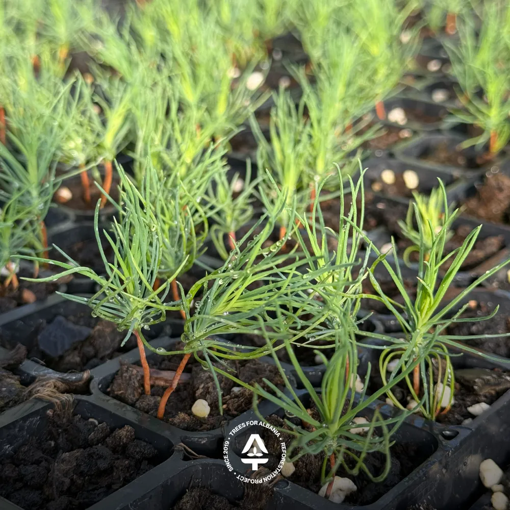 Pinus nigra sapling in August 2025