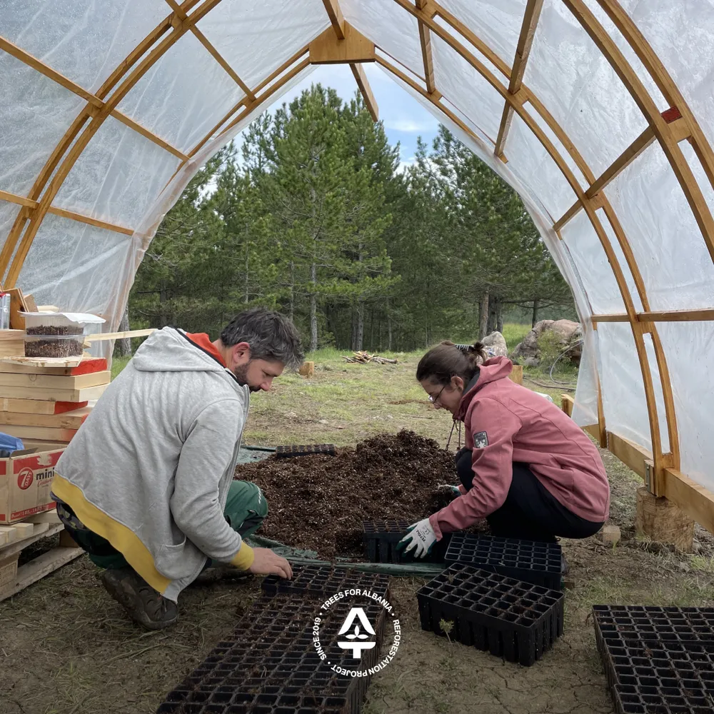 Abies alba seed planting in May 2025