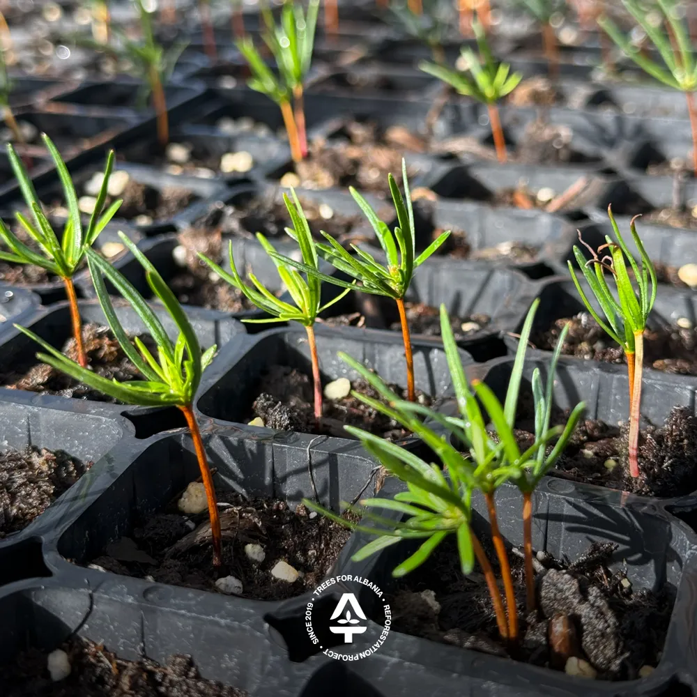 Abies alba sapling in August 2025