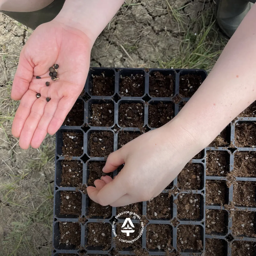 Tilia cordata seed planting in May 2025