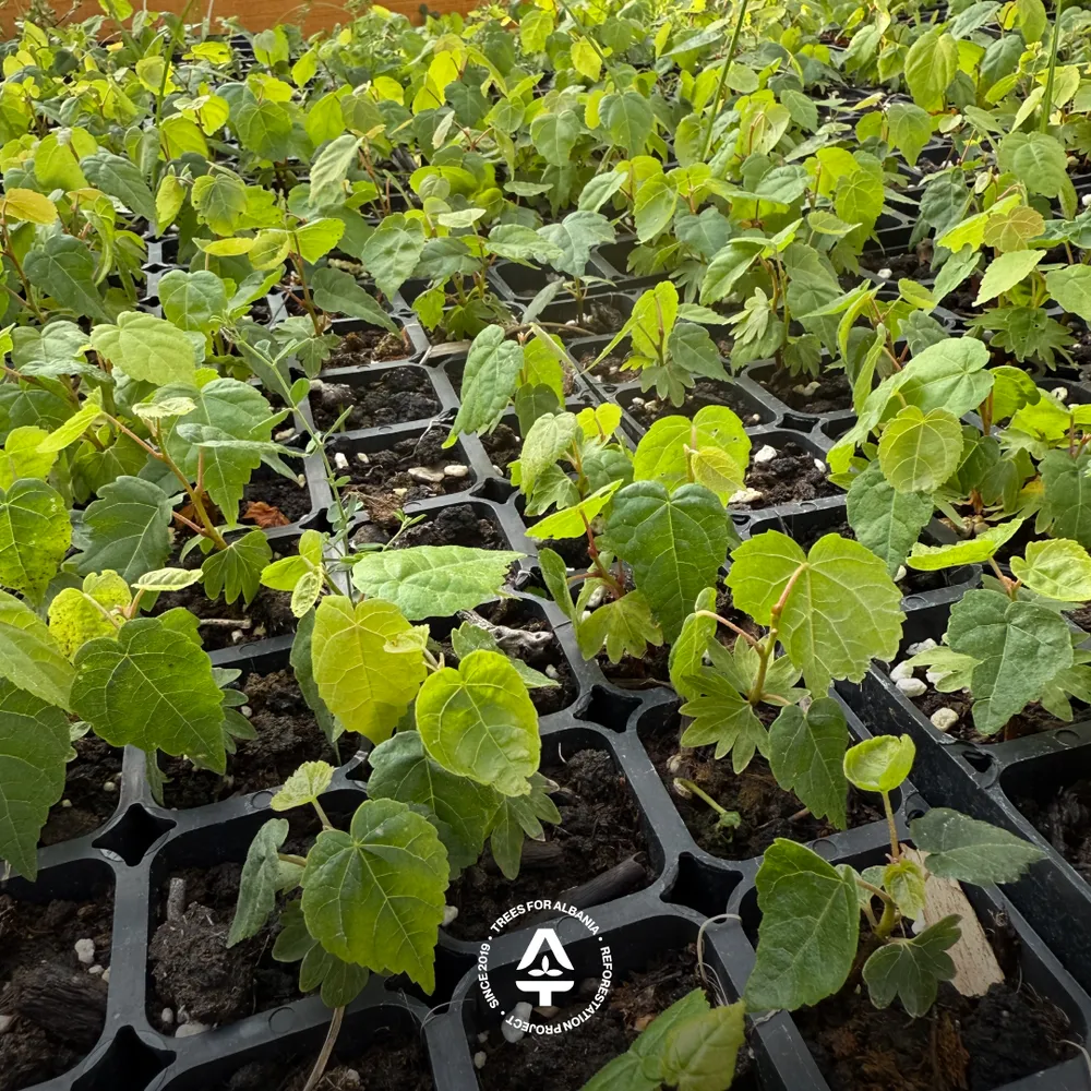 Tilia cordata sapling in August 2025