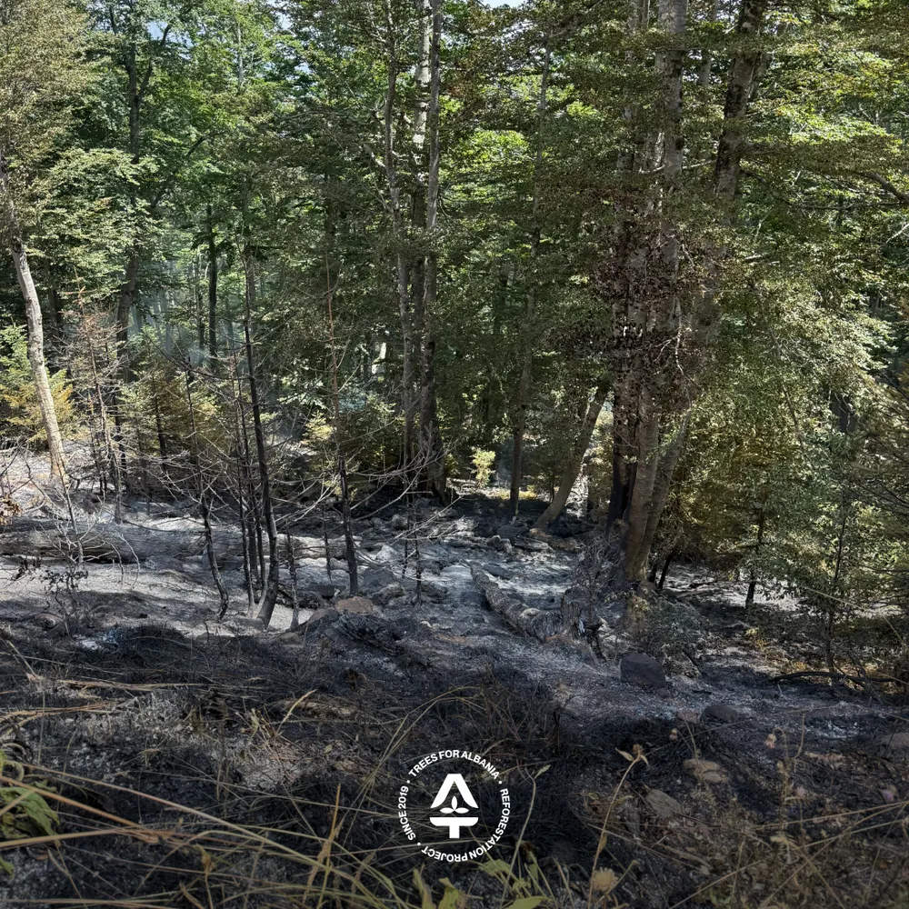 Burned grass area