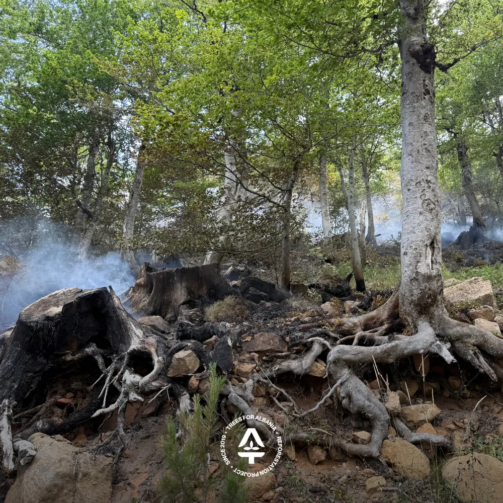 Waste from previous logging caught on fire