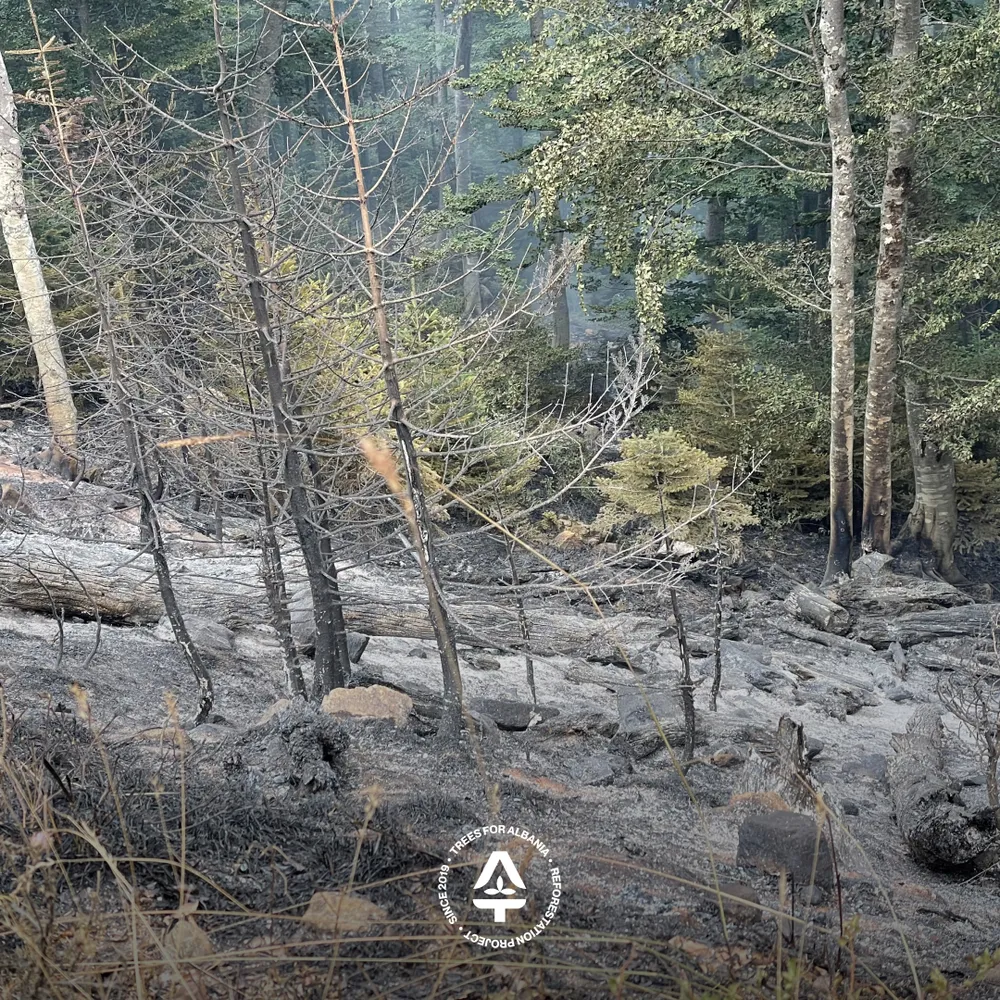 Grass and young trees burned, on the way to Liqeni i Hotit